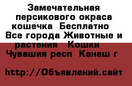Замечательная персикового окраса кошечка. Бесплатно - Все города Животные и растения » Кошки   . Чувашия респ.,Канаш г.